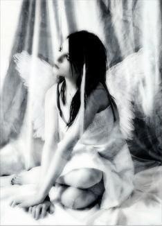 Angelotte