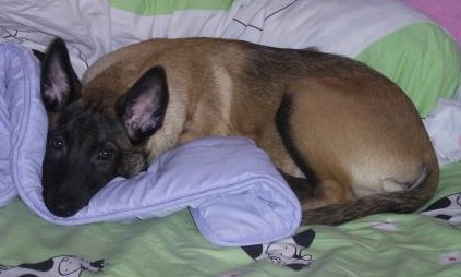 mon chien